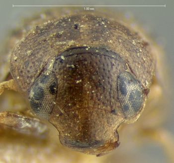 Media type: image;   Entomology 3077 Aspect: head frontal view
